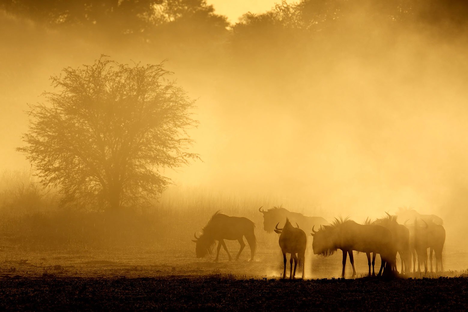 Blue wildebeest (Connochaetes taurinus) in dust at sunrise, Kalahari desert, South Africa